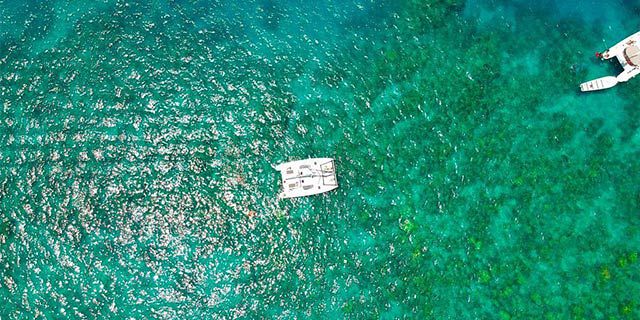 2hour exclusive catamaran cruise with dolphins encounter (5)